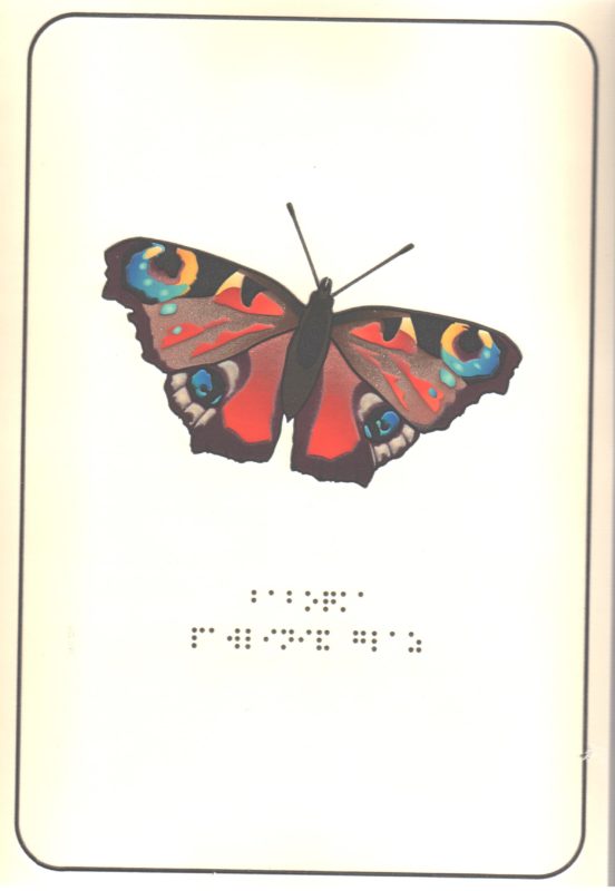 Иллюстрация к пособию "Бабочки"